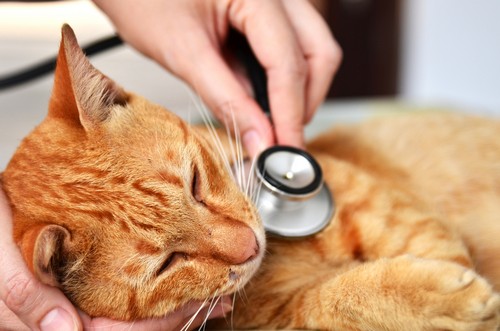 Wellness Exams & Plans